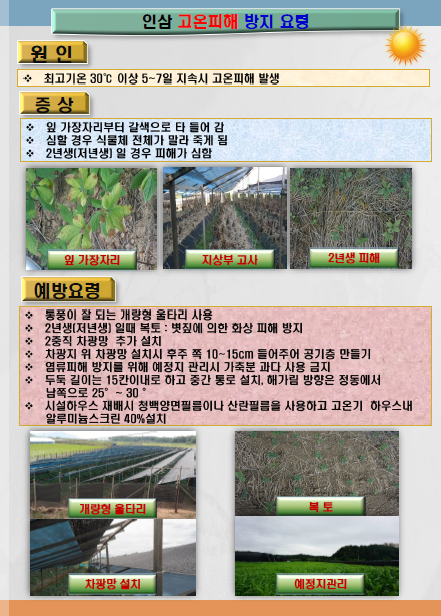 인삼+고온피해+방지+요령.png