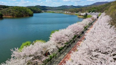 ‘수원 벚꽃지존’5곳, 전국 명소에 안 밀린다