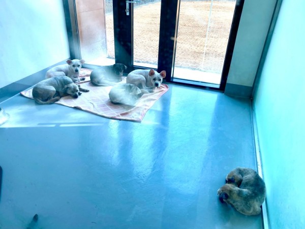 사진－1－잘+관리되고+있는+도내동물보호센터+보호사에서+쉬고+있는+유실유기견들.jpg