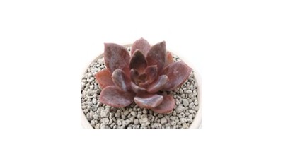 경기도농업기술원, 에케베리아 신품종 3종 개발. 종묘 수입 비용 절감 기대