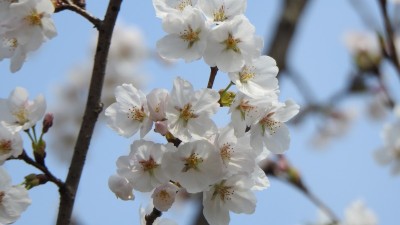 경기도, 올해 벚꽃 수리산 등에서 4월 2일부터 개화 예측. 일주일 후 만개
