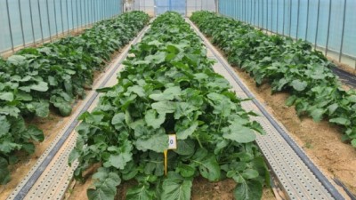 경기도농업기술원, 공익직불제 대응 ‘순무’ 비료 사용 처방기준 설정