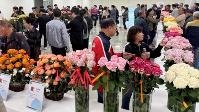 경기도농업기술원, 장미 신품종 평가회 열고 우수계통 선발