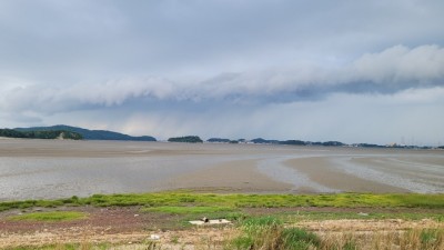 경기도, 화성·안산 연안에 염생식물 조성… 블루카본 생태계 복원 나서