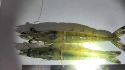 경기도해양수산자원연구소, 토종 대하 150만 마리 방류. 경기바다 자원 조성