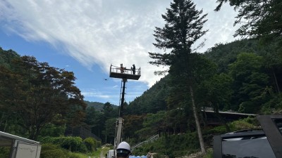 경기도, 여름철 소나무재선충병 확산 방지 위해 헬기·드론·방제단 예찰 추진