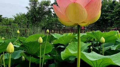 여름휴가! 바다내음과 숲내음이 공존하는 바다향기수목원으로 놀러오세요