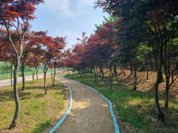 김포+홍단풍+나무숲길.jpg