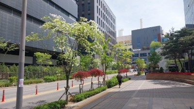 안양시, 안양천서로 가로수 개선 사업 추진